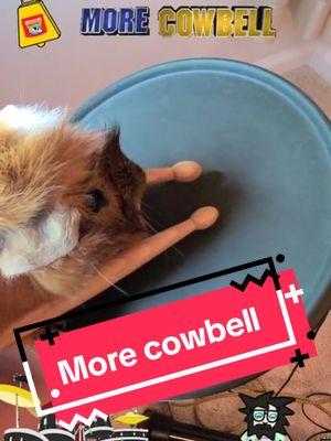 Cavy Reunion Tour '25 🐄🔔 #dontfearthereaper #blueoystercult #morecowbell #guineapig #PetsOfTikTok #cuteguineapigs #guineapiglove #clubcavy #guineapigsoftiktok #fyp 