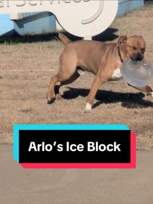 Arlo’s new toy!#shelterdogsoftiktok #shelterdog #tcas #shelterpetsoftiktok #adoptadog #petadoption #petadoption #adoptapet #adoptashelterpet #fyp #foryourpage #shelterpets #shelterpet #pitbullsoftiktok #foryoupage @PittieMom4Life 