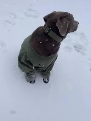 Holy crap it’s snowing in Louisiana ❄️ #fyp  #snow #lousianacheck #foryoupage #snow2025  #fypツ #labrador #labadorretriever #holy #snowdays #dogfun #dogtiktok 