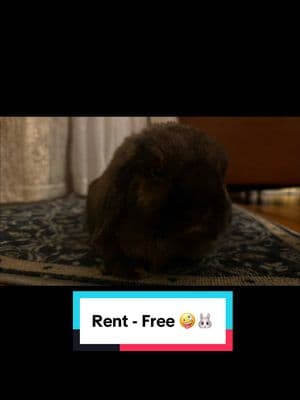 Gordo loves to live Rent-Free 🐰🤪 #gordo_travieso #dtmf #elgordotravieso #mybunny #mybunnyslife #followourjournery #followourjourney #bunniesoftiktok #rabbitsoftiktok #conejito #conejitosbonitos #conejostiktok #hollandlopbunny #cuteanimals #cutepets #cutepetshow #followme #fypdongggggggg #foryoupage #spanishtiktok #bilingualbunny #bilingual #rentfree 