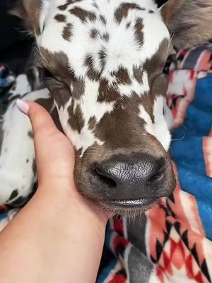 Pepper is by far the MOST viral grass puppy - also if you see her photos they are my originals! People be scamming 😅🐮📸 #cows #newborn #newbornbaby #newbornphotographer #newbornbabies #cowsontiktok #cowsarecute #cowsofinstagram #SmallBusiness #smallbusinesscheck #smallbusinessowner #florida #floridacheck #floridalife #animals #animalsoftiktok #animallover #animalsurvival #fyp #fypシ #viralvideo #viraltiktok 