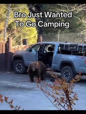 Yeet  #animals #animalsoftiktok #bear #brownbear #grizzlybear #funny 