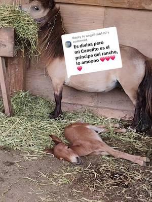 Replying to @angelicab160 #canelo❤️🐎 #ranchoviral #ranchoelzacatecanomadisonga #ranchotampicohermosomadisonga #animales #minihorses #minimachito #fy 