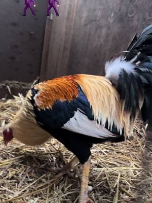 Es lo que hay 🤠🐥 #Gallo #Gallos #GameFowl #Giro #Grey #RoundHead #RoundHead #Palenque #Derby #FYP #Viral #PNW #Oregon #503 #Corridos #LosOlvera #Bulico #GalloFino #Colorado 