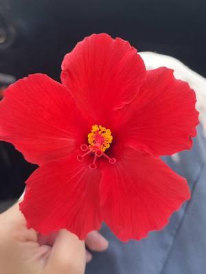 🌺✨ #favoriteflower #hibiscus #flowers #boyfriend #hibiscusflower 