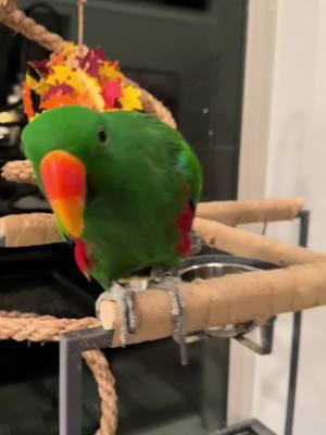 I taught Gideon something new tonight 😂 #gideon #eclectus #parrot #bird 