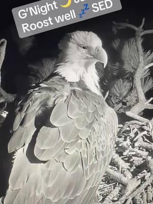 1/23/25 @9:10 PM ROOST WELL Jackie 💕🦅 💤 We love you !! SWEET MOMMA 🥹💕🦅🐿️Fiona will be by soon I’m sure!! 🤭#nature #eggwatch2025 #jackieandshadow #friendsofbigbearvalley #eagles #Bigbearlake 