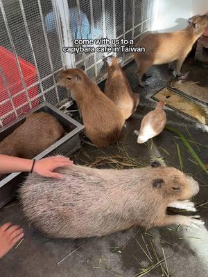 COME WITH US TO A CAPYBARA CAFE IN TAIWAN  #thingstodo #taiwan #tainan #travel 