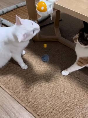 This electric automatic YOYO ball toy is a good friend to cats.#cat #cattoy #catlover #cattoys #catball 