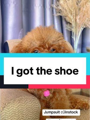 #igottheshoesigotthedress #maykyu #petlovers #petwear #poodlelover #တိအင်္ကျီလေးတွေအားပေးနိုင်ပါတယ် #petclothing #puppylove #puppytiktok #puppytiktok 