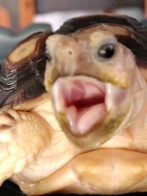 Morning warm up…. #tortoise #turtle #reptile #sulcata #sulcatatortoise #reptiles #tortoises #funnyanimals #kurakura #tortoiselife #funny #funnypets #turtles #tortoiselove #pet #tortoiselover #pardalis #lovethis #funnyvideos #toocute #awww #lol #pets #animals #torto #warmup #sing #sulcatalover