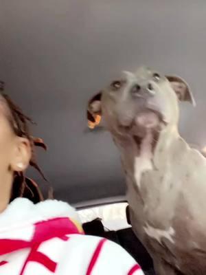 Only time she talks to me … #BJ #abeeGeeWeeGee #viral #talkingpup #mztrmoore #comedytiktok #furbabies #OnMyWayToGmaHouse