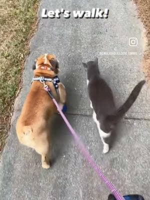 Gunny as at the vet so sweet neighbor cat Oliver walked with Emmie #theneighborscat #catwalkswithdogs  #onthisday  #dogandcatfriends  #notourcat 