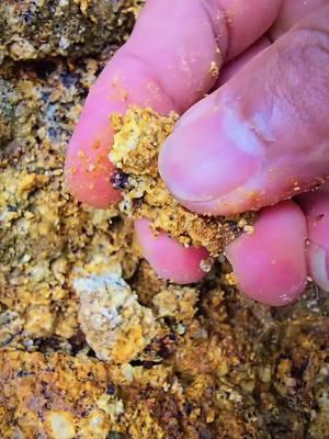 Crazy.. We found a lot of gold from super yellow material. #goldrush #golddiscovery #goldprospecting 