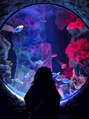 5 different places for you to take your kid in Orlando #dollsmaternity #dolls #reborndolls #rebornbaby #bebereborn #babyreborn #dolladoption #disney #universal #crayola #museum #sealife #kids #orlando