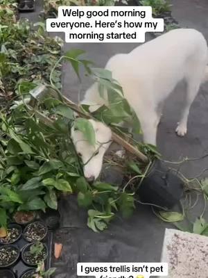 Trellis not pet friendly 😂😂😭😭 #giveaway #dog #funny #plant #plants #houseplant #houseplants #plantsoftiktok #planterstrickshot #planttiktok #PlantTok #plantlover #planttips #houseplantsoftiktok #houseplantlover #houseplantclub #houseplantcare #houseplanttips #houseplantcommunity #trellis #fy #fyp #fypシ #fypage #fypシ゚viral #viral #viralvideo 