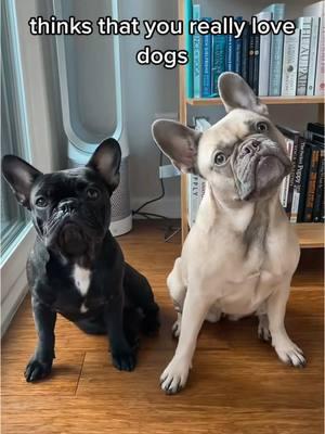 Is the algorithm back to normal yet? Asking for a friend 👀 #frenchies #frenchbulldog #dogmom #dogperson #weratedogs #dogoftheday #dogfluencer #smallcreator #mustlovedogs #dogsoftiktok #frenchiesoftiktok #frenchielover #frenchiesociety #dogtok #tiktokban 