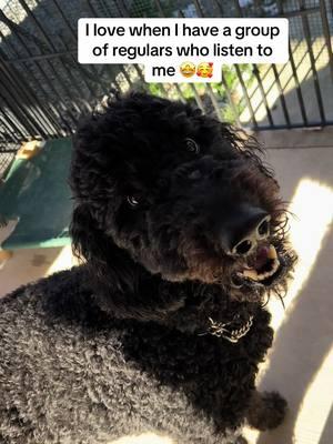 They’re all such good babies #dogs #doodles #dogkennel #pethotel #petresort #dogboarding #dogtrainer #kentucky #gooddoggo #Vlog #pottytime #playtime #creeksidecanine606 