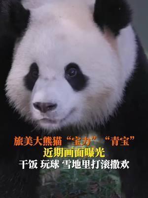 On January 24th, footage of giant pandas Bao Li and Qing Bao happily enjoying their meals and playing was released. They are definitely foodies～ #pandas #Baoli #Qingbao #fun