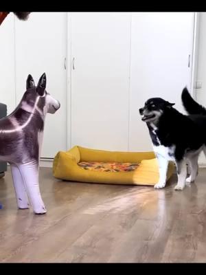 dog reaction to new puppy, hahah #dog #dogsofinstagram #dogs #puppy #doglover #dogstagram #dogoftheday #doglife #instadog #doglovers #pet #Love #puppie ylove #cute #puppie