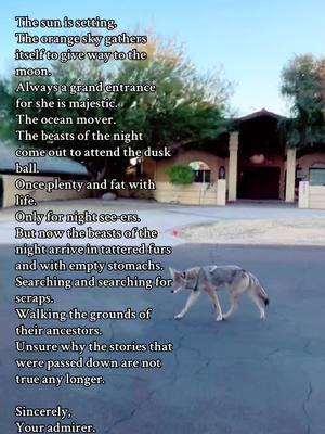 Dear Earth, The sun is setting.  The orange sky gathers itself to give way to the moon. Always a grand entrance for she is majestic. The ocean mover. The beasts of the night come out to attend the dusk ball. Once plenty and fat with life. Only for night see-ers.  But now the beasts of the night arrive in tattered furs and with empty stomachs. Searching and searching for scraps.  Walking the grounds of their ancestors. Unsure why the stories that were passed down are not true any longer.  Sincerely, Your admirer. #Poem #poetry #foodforthought #thoughts #somber 