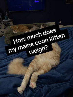 Atlas is 9 months old and with 3 more years to grow, we might have to buy him his own king sized bed!! #giantcat #mainecoon #creatorsearchinsights 