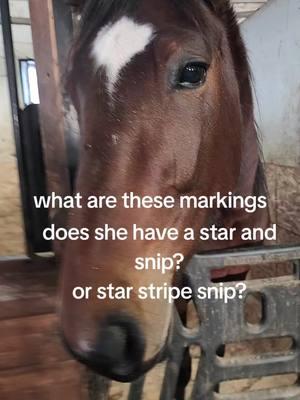 what are these markings called??#standardbredsoftiktok #horse #fyp #horses #newyork 