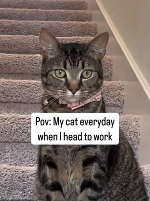 😿💼 #funnycatsoftiktok #funnycatvideos #catoftheday #cats #video #animecat #greytabby #tabbycat #cattok 