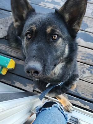 Cedar wants so say hi! #rockinkhorses #dogsoftiktok #germanshepard #SpringervilleAZ #Arizona #random #randomvideo #FNX #FNXelite #fnxfit #fnxambassador #hygainfeeds #rankestrope 