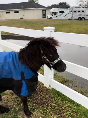 Rocket zoomies!  After being cooped up for days because of the cold and rain he finally got to stretch his legs!  #Rocket #minihorse #zoomies #floridawinter #shetlandponytiktok #stallion #babyhorse 