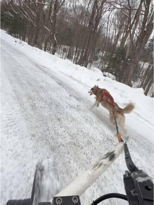 One bouncy Husky #siberianhusky #dogmushing #sleddog #mushing #runninghusky #huskysoftiktok #snowbike #bikingwithyourdog 