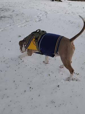 Batman's first time in the snow #batman #batmangang #southside #southbelt #Scarsdale #Houston #Tx #snow #snowdog 