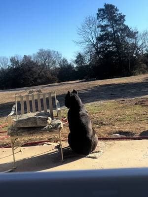 A FORCE to be reckoned with! #fafo #venomcanecorsos #guardiandogs #womenwhocarry #concealedcarrytiktok #loadedweapon #biteforce700psi #alcorcanecorso #canecorsolovers #countrygal #countrylife #arkansascheck501 