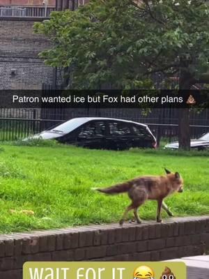 #fox #foxlove #funny #cute #sweet #romance #funnyvideos #foxesoftiktok #foxlover #foxes #interesting #foxlove #pet #petlover #fyp #foryou #meme #happyfox #foxy #pint 