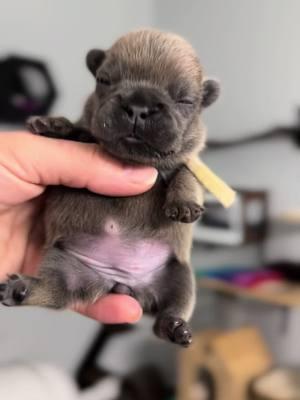 Our tiny tiny baby milk wasted   #chubby #goshhescute #fypシ #foryoupage #bearcub #pibble12#frenchieshow #813frenchiesline #813frenchies #fortheloveofpuppies #puppiesgoviral #viralpuppy #chunky #squishyfacecrew #teddybearface #outstanding #bestofthebest #sweetlittleangel #sweetlittlepuppy #pibble  #yourbestlife #pibblelove #pibblelife #pibblemix #pibblemom #pibbleface #pibblesofig #pibbleadvocate  #pibblefans #pibblesoftiktok #bluefawn 