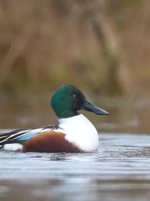 Shoveler. . . #shoveler #spoonbill #duck #waterfowl 