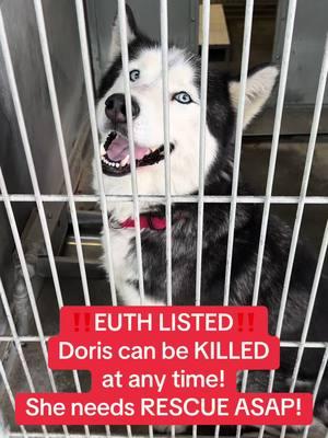 **ON EUTH LIST: CAN BE KILLED AT ANY TIME** DORIS - ID #A813826 (available 1/22/25) **RESCUE ONLY (resource guarding)** Located: Devore Shelter Description: I am a black and white, unaltered female, who looks like a Husky. Age: I am estimated to be 2 years old. More Info: I am in kennel D 51. I have been at the shelter since Jan 12, 2025. I was found near 25000 Block Walker St in San Bern Uncorp. Shelter information Location: San Bernardino County - Devore Shelter Phone Number: (909) 386-9820 Address: 19777 Shelter Way San Bernardino, CA 92407 Rescue coordinator email:  SBAC.rescue@dph.sbcounty.gov #rescuingsaveslives #fosteringsaveslives  #devoreshelter #devoreanimalshelter #devoreshelterdogs #spayandneuter  #microchipyourpets #fyp #foryourpage #foryoupage #help #rescue #la #sandiego #sanbernardino #cali #california #urgent #euthlisted #huskysoftiktok #huskiesoftiktok #huskylife #huskiestalk #huskies 