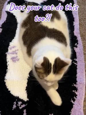 This cat rug became her cat bed but we love it now even more 😍 #cat #catsoftiktok #cattok #catrug #catbed #tuftedrugs #rugtiktok #petrug #catrugs #catgifts #catproducts #tiktokshopfinds #spotlightfinds #fyp #tiktokshopjumpstartsale 