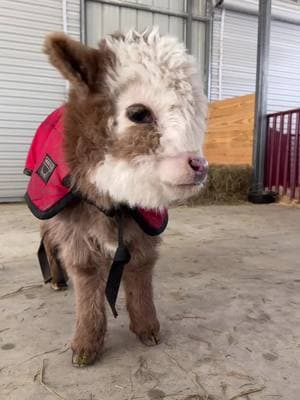 You’re adorable!!! #minimooos #cow #fyp #fypシ #farm #cute #calf #babymoo 