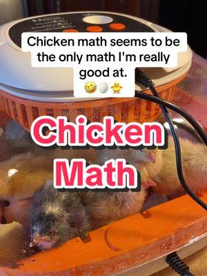 😊 who doesn’t love hatching chicks🐥🐥 #chickens #raisingchickens #hatchingeggs #chickenkeeping #chickenmath 