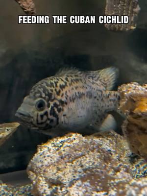 Feeding the Cuban cichlid #aquariums #aquarium #fishtok #fishtoks #cichlid #cichlids 