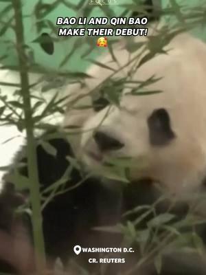 Giant pandas Bao Li and Qing Bao, who arrived from China in October, made their long-awaited U.S. debut at the NationalZoo in Washington, D.C., on January 24! #panda #baoli #phoenixgoglocal 