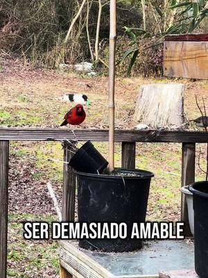 #amable #bueno #hermosa #viralvideo #vivalavida #paratiiiiiiiiiiiiiiiiiiiiiiiiiiiiiii #amolasplantas #plantasdeinterior #naturaleza 