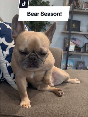 Watch out! It’s bear season!!! #brownbear #grizzlybear #dog #frenchbulldog #sizematters #minesbroken #dogparents 