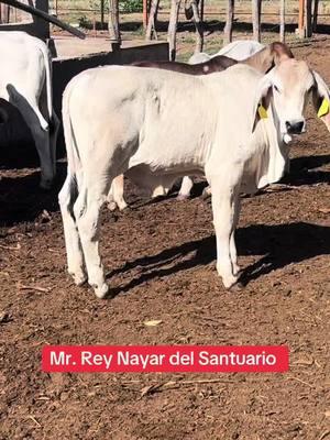 #rancho #vacas #agro #brahman #campo 