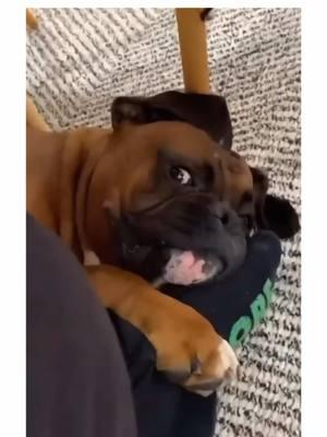 why boxers are my favorite dog breed 🥰🐾 #PetsOfTikTok #boxerdog #boxerdogs #puppiesoftiktok #dogsoftiktok #boxerdogsoftiktok #dogs #boxerpuppy #creatorsearchinsights 