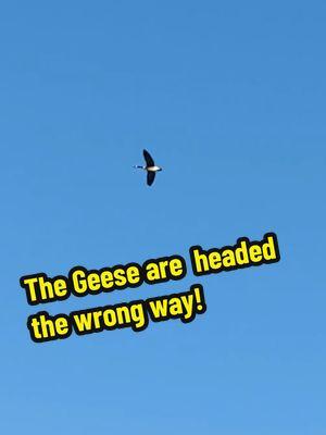 The geese are flying the wrong way their headed north!  #geese #bird #flying #north #sun #beutifulday #trending #viral #tiktok #fy #fyp #fyf #tiktok #reel #reelreels #foryoupage #foryoufeed #like #follow #duet #share #subscribe #letsgo #liverightnow #joinup #1 #2 #3 #4 #5 #6 #7 #8 #9 #10 #a #b #c #d #a1 #777 #333 #111 #1111 #dailyvlog #breathtaking #fabulous #incredible #marvelous #prodigious #spectacular #stunning #unbelievable #star #Helios #sol #daystar #eyeofheaven  #creatorsearchinsights #unity #777 