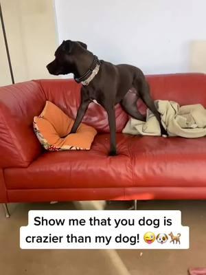 #doglifelover #crazydogs #pethumor #ahowmeyours #PetsOfTikTok #canine #petstory