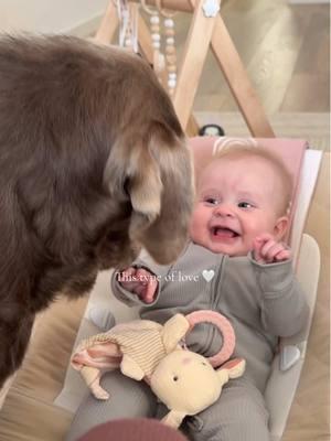 Bestfriends forever 😭🤍 #MomsofTikTok #dogsoftiktok #girlmom #momtok #foryoupage #silverlab 