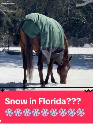 Our horses out in this historic Florida snow! Some of them have seen it before, others this is their first time ever! #floridawinter #snow #horsesinsnow #floridasnowday #snowinflorida #horsetrainer #equestrianthings #horsetok #horsetrainersontiktok #hunterjumper #equestrianlife #ottbsoftiktok 